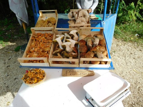 Wild mushrooms from the roadside