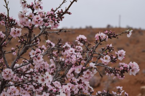 Almond flowers
